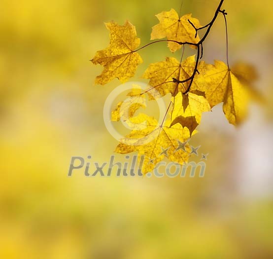 Yellow maple leaves on the branch Yellow maple leaves on the branch