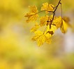 Yellow maple leaves on the branch