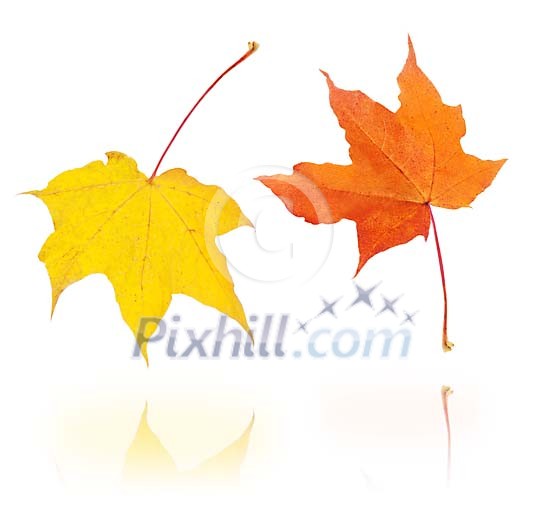 Clipped two maple leaves Clipped two maple leaves