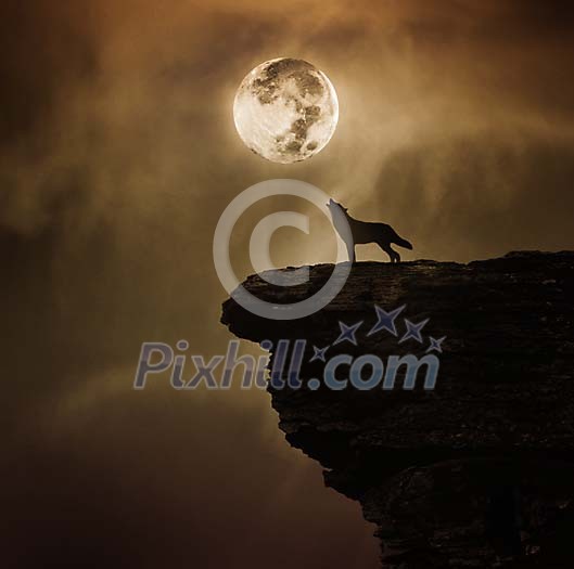 Single wolf on a cliff Single wolf on a cliff