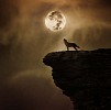 Single wolf on a cliff