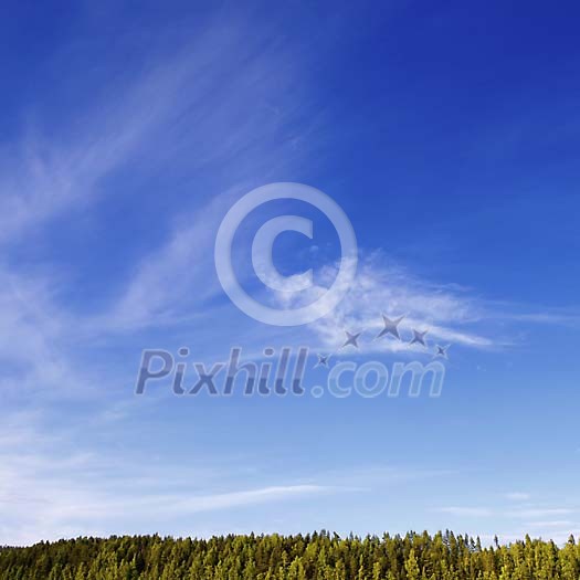 Blue sky and green forest on a sunny day