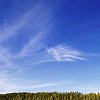 Blue sky and green forest on a sunny day