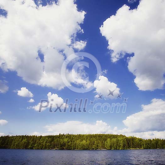 Forest by the lake on a sunny day