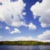 Forest by the lake on a sunny day