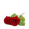 Two red roses on a white background