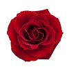 Isolated red rose