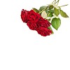 Red roses on a white background