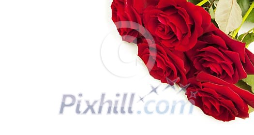 Red roses in the corner on a white background
