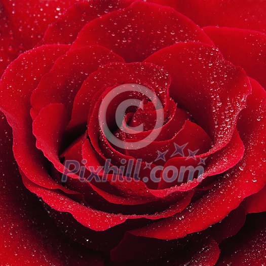 Waterdrops on a red rose