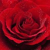 Waterdrops on a red rose