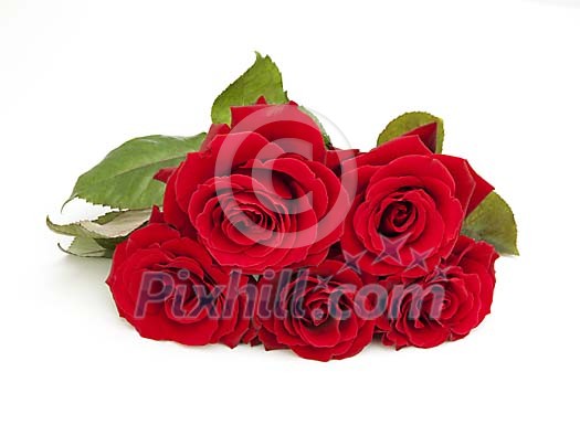 Red roses on a white background Red roses on a white background