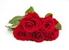 Red roses on a white background