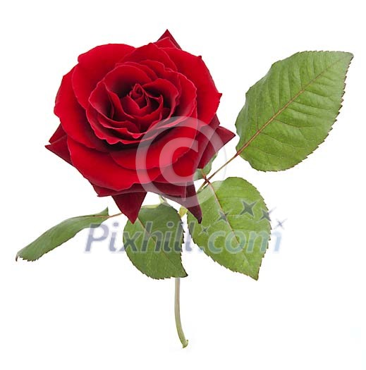 Single red rose on a white background