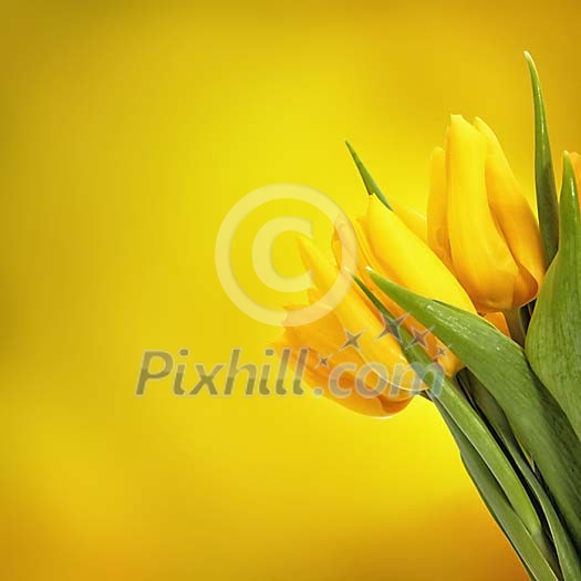 Yellow tulips on a yellow background
