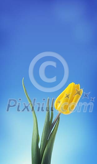 Yellow tulip on a blue background