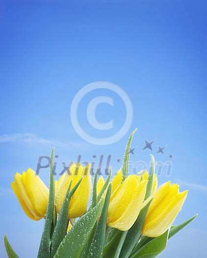 Wet yellow tulips on the sky background