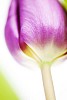 Closeup of a violet tulip