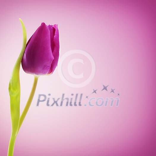 Violet tulip on a violet background