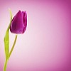 Violet tulip on a violet background