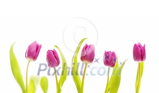 Isolated tulips on a row