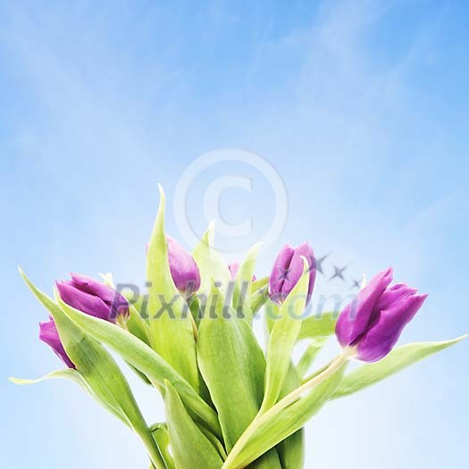 Bouquet of tulips under sunlight Bouquet of tulips under sunlight