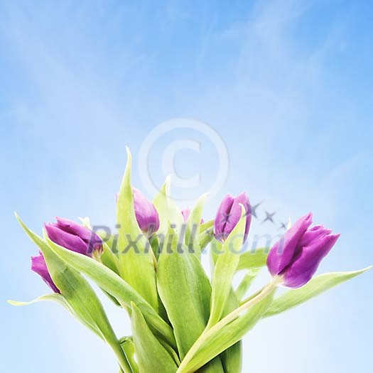 Bouquet of tulips under sunlight