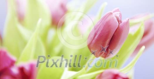 Violet tulips background