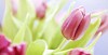 Violet tulips background