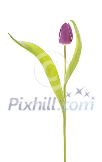 Isolated violet tulip