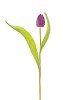 Isolated violet tulip