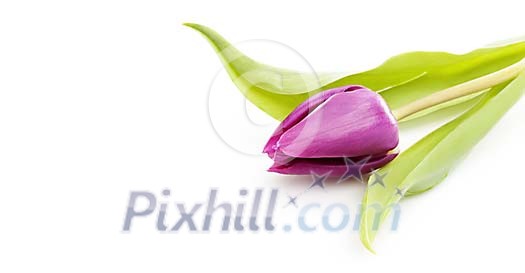 Violet tulip ona a white background