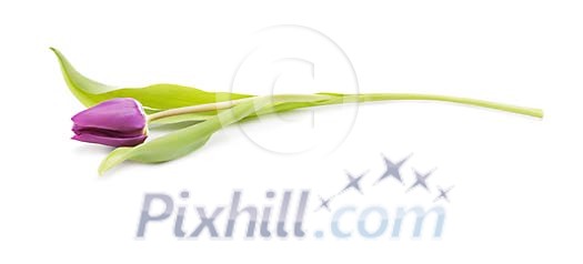 Isolated violet tulip Isolated violet tulip