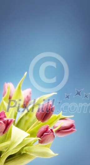 Bouquet of violet tulips on a blue background