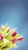 Bouquet of violet tulips on a blue background