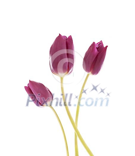 Three violet tulips on a white background