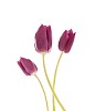 Three violet tulips on a white background