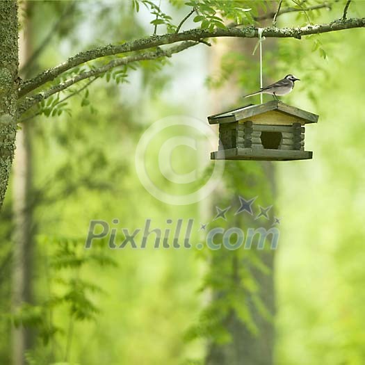 Bird sitting on a birdhouse
