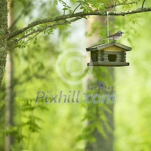 Bird sitting on a birdhouse Bird sitting on a birdhouse
