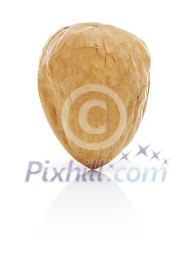 Isolated pecan nut Isolated pecan nut