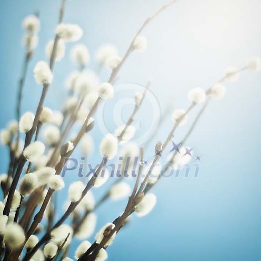 Bunch of pussy willows on a blue background