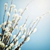 Bunch of pussy willows on a blue background