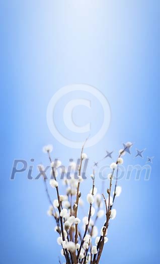 bunch of pyssy willowes on a blue background
