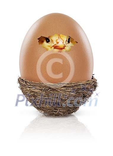 Chick insode a cracked brown  egg shell