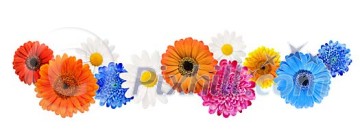 Isolated blossoms of flowers in a row Isolated blossoms of flowers in a row