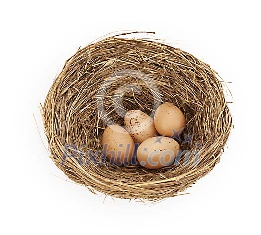 Isolated bird nest with eggs