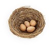 Isolated bird nest with eggs