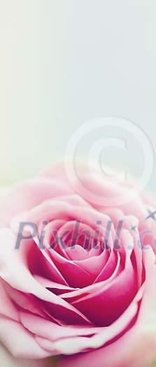 Background of a single pink rose