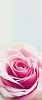 Background of a single pink rose