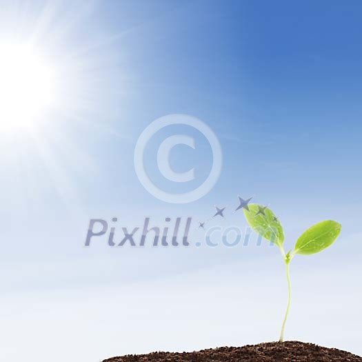 Growing plant in a sunlight